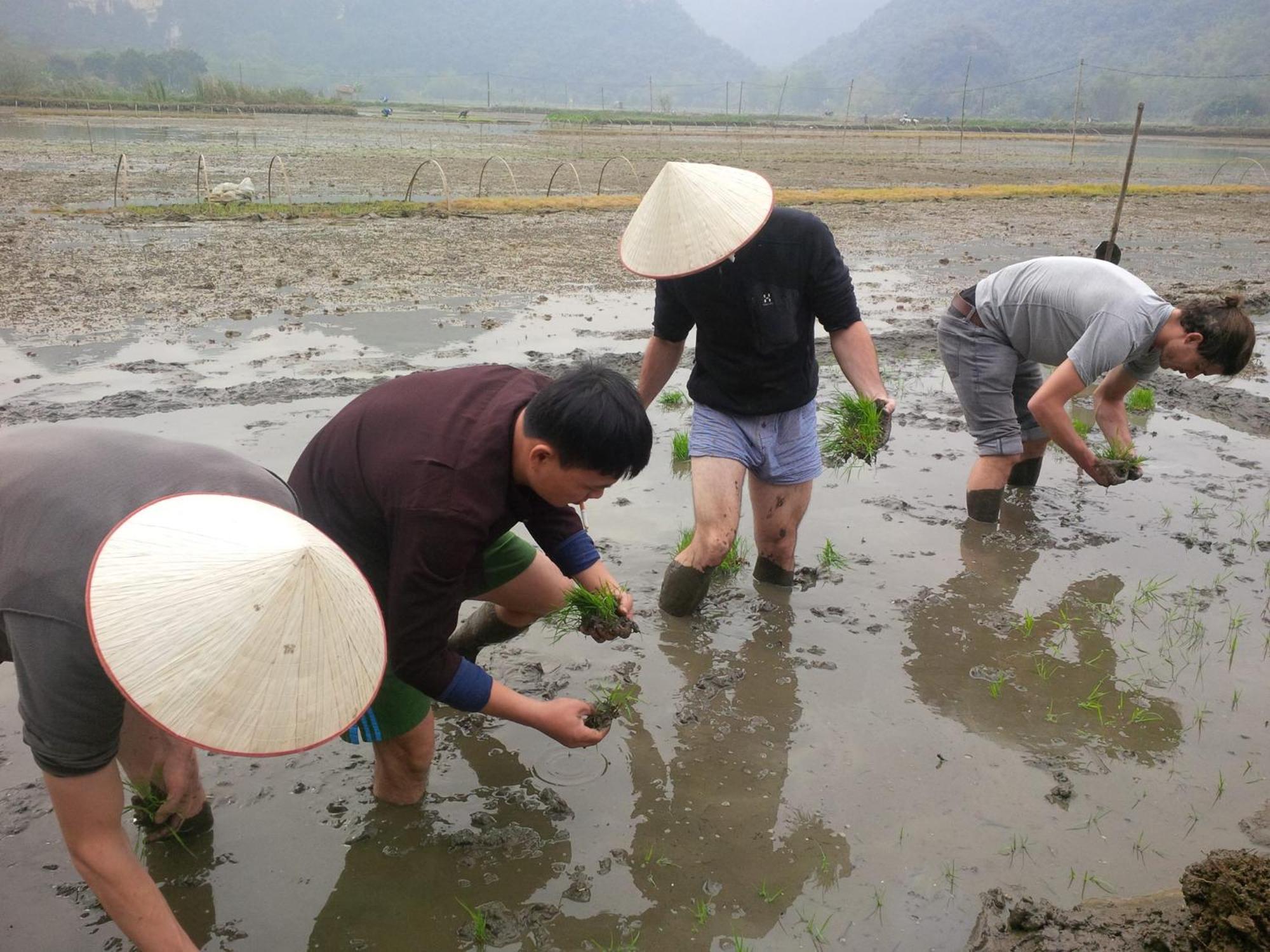 Tam Coc Rice Fields Resort Νιν Μπιν Εξωτερικό φωτογραφία